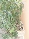 157_original_medium