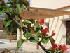 Douliana_164_medium