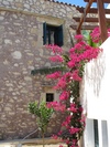 Douliana_582_medium