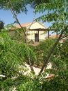 Douliana_482_medium